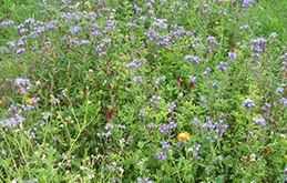 bienenweide