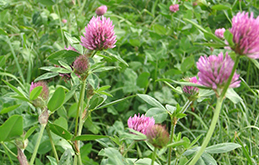 feinleguminosen