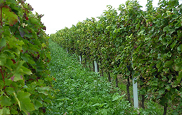 weinbau