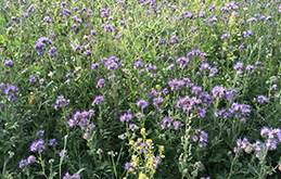 zwischenfruechte